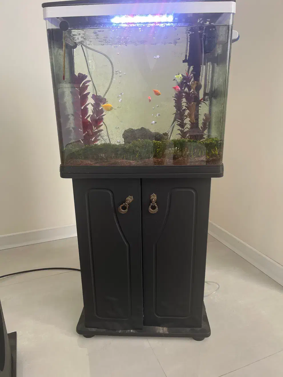 اکواریوم دلسا|ماهی|برخوار, |دیوار