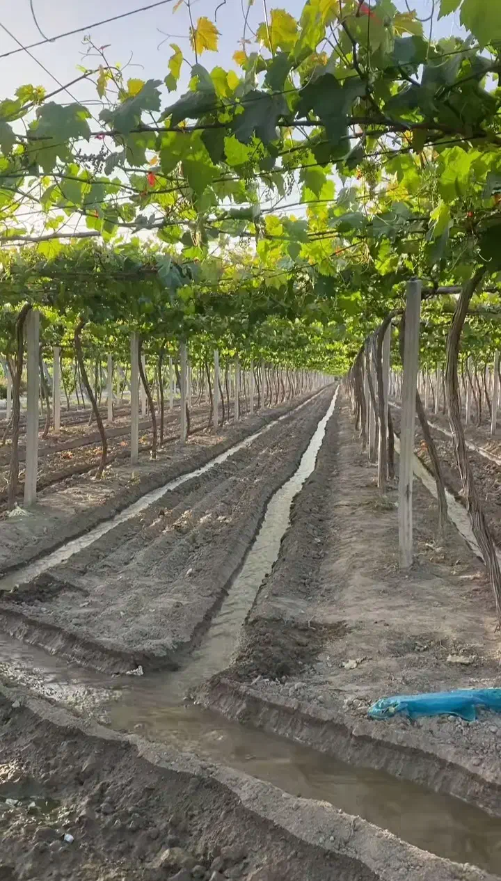 خدمات کشاورزی وباغبانی کاشت انواع درختان میوه|خدمات باغبانی و درختکاری|کاشان, ۲۲ بهمن|دیوار