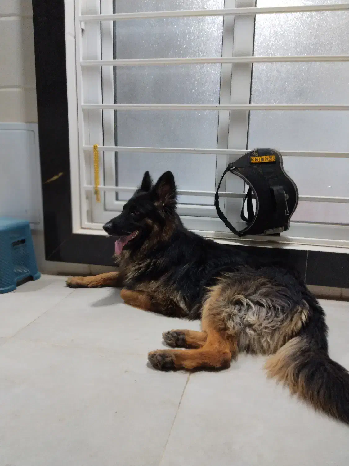 گمشده|حیوانات|بهبهان, |دیوار