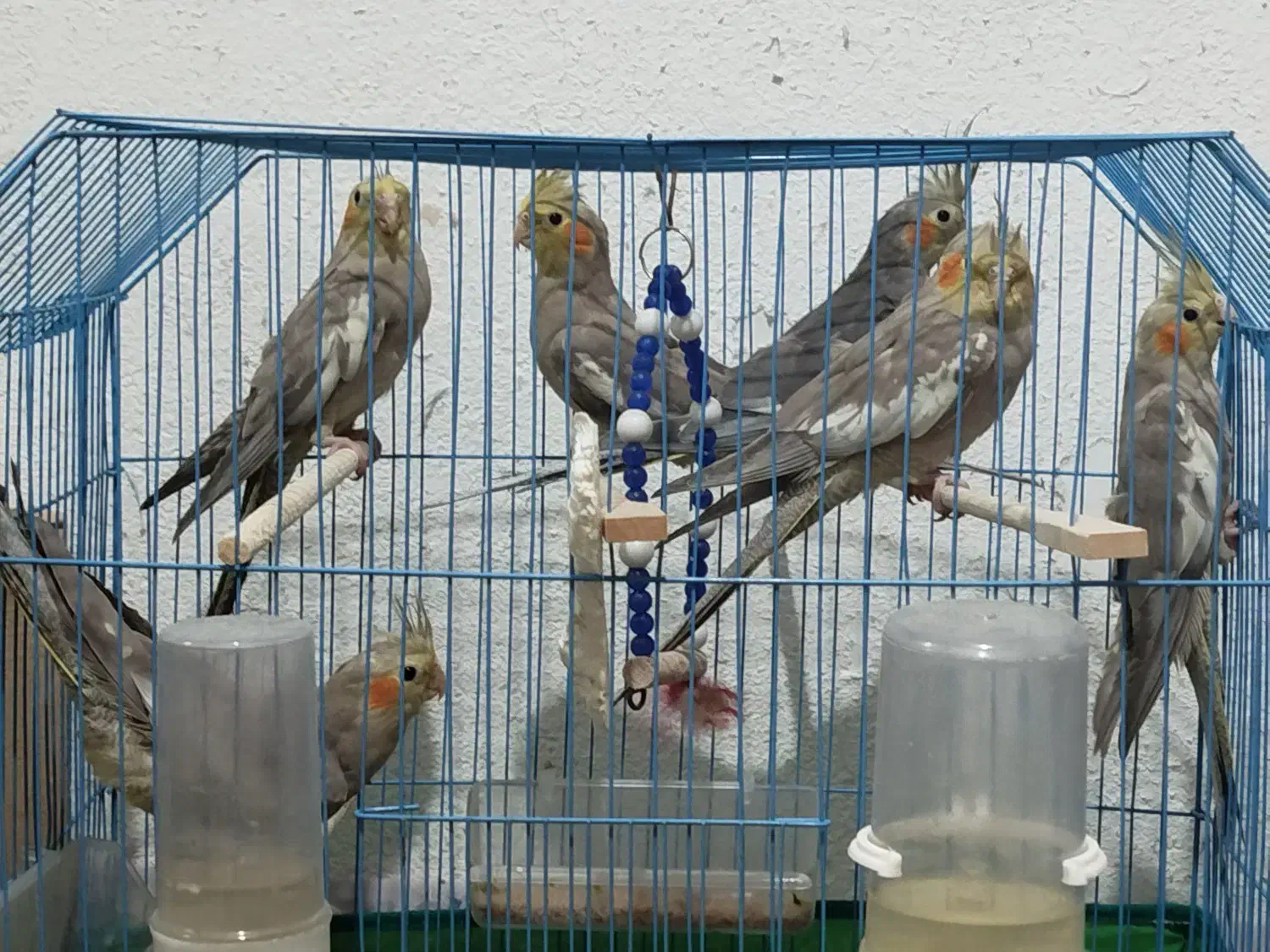 عروس هلندی|پرنده|شفت, |دیوار