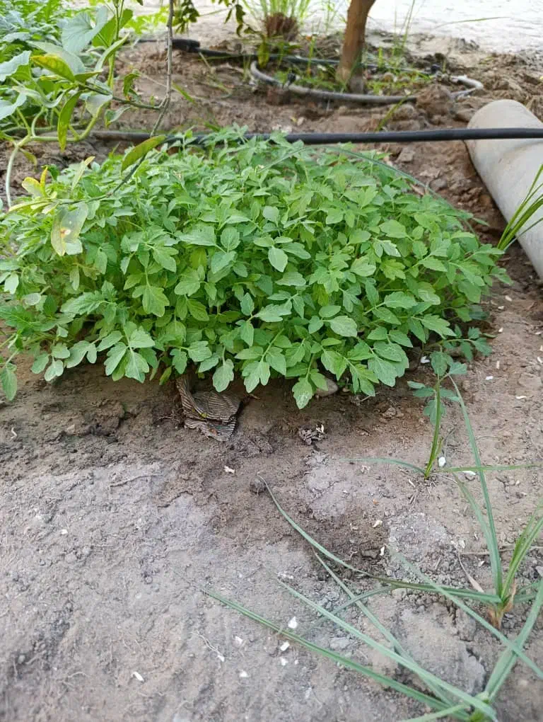 نشا گوجه|خدمات باغبانی و درختکاری|بندرعباس, |دیوار