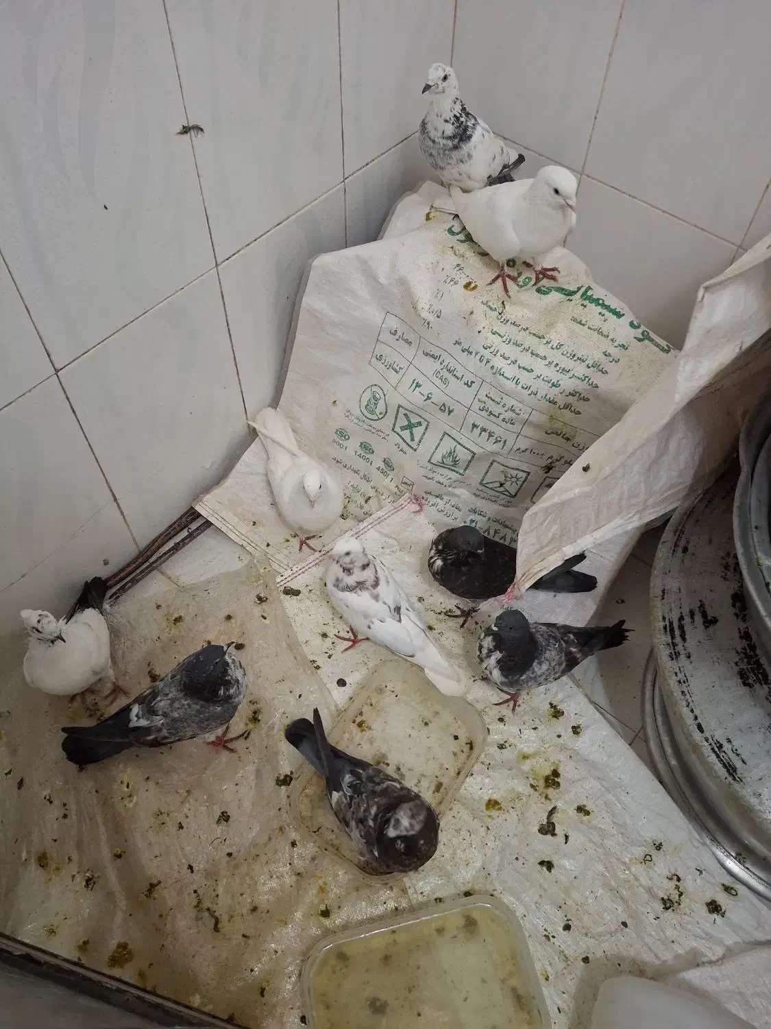 کبوتر|پرنده|الیگودرز, |دیوار