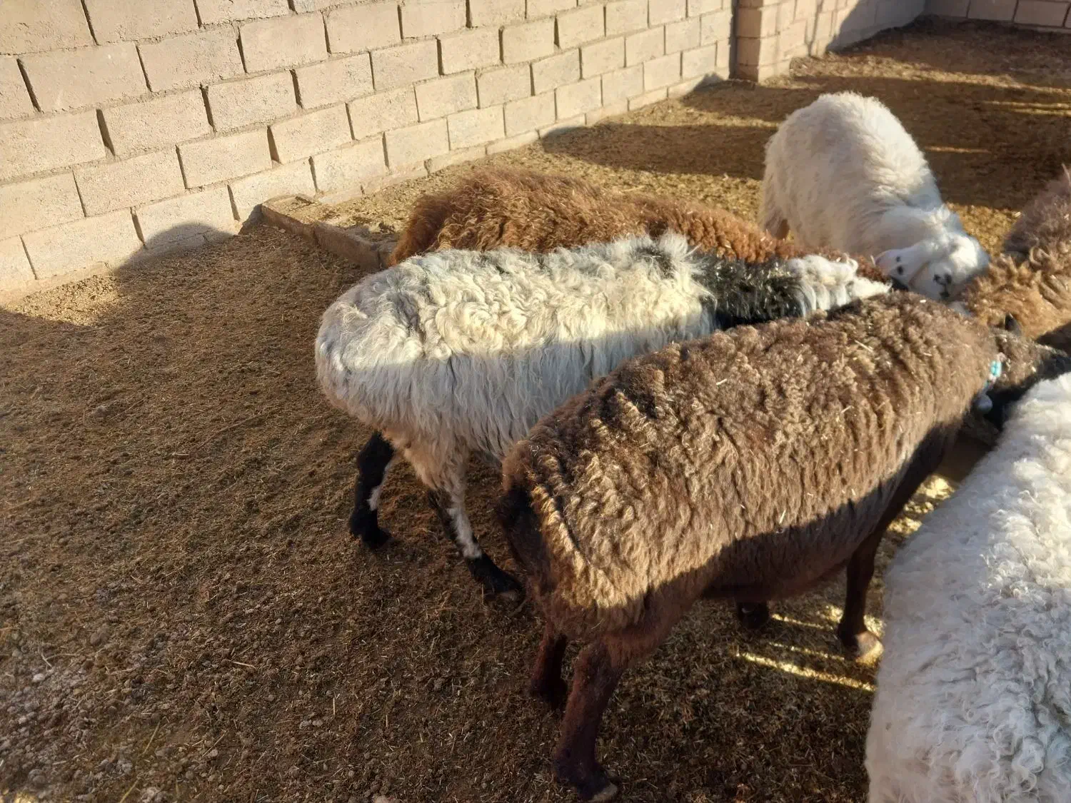 تانکر اب|ابزارآلات|سده (خراسان جنوبی), |دیوار