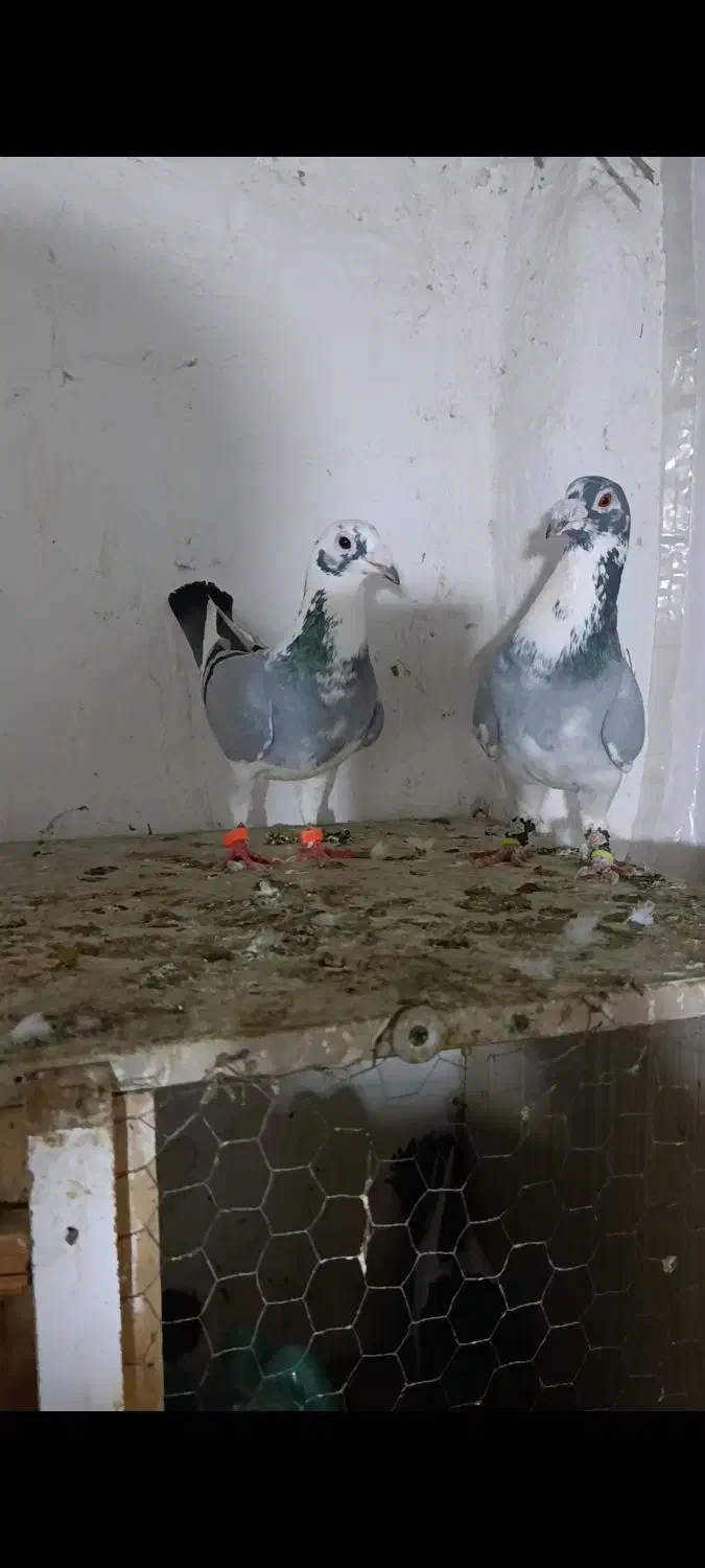 کبوتر|پرنده|نگین شهر, |دیوار