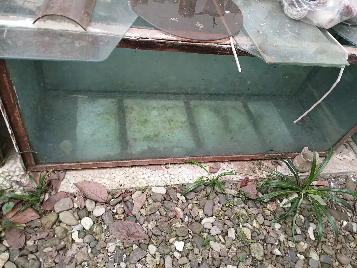 آکواریوم بزرگ با پایه|ماهی|رضوانشهر, |دیوار