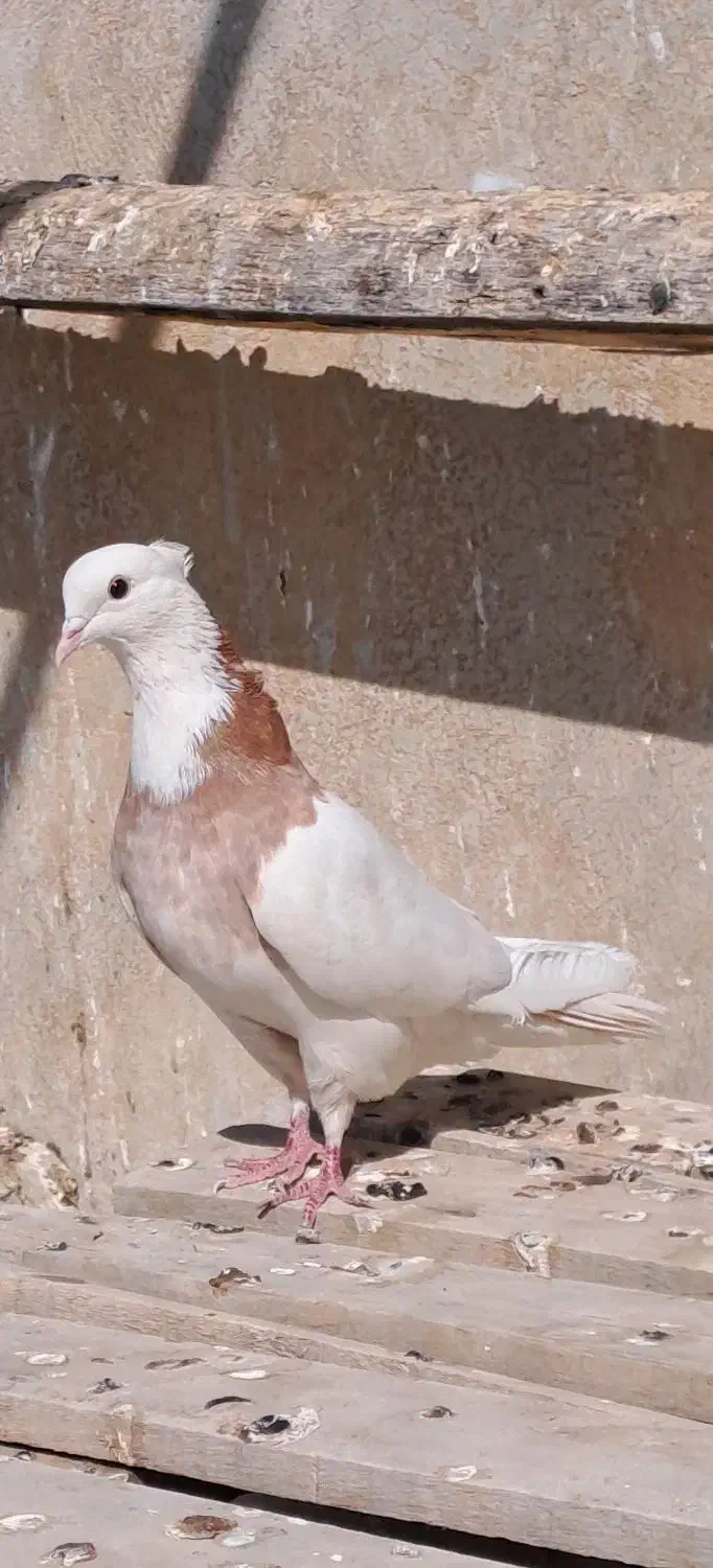 فروشی|پرنده|فردیس, منظریه|دیوار