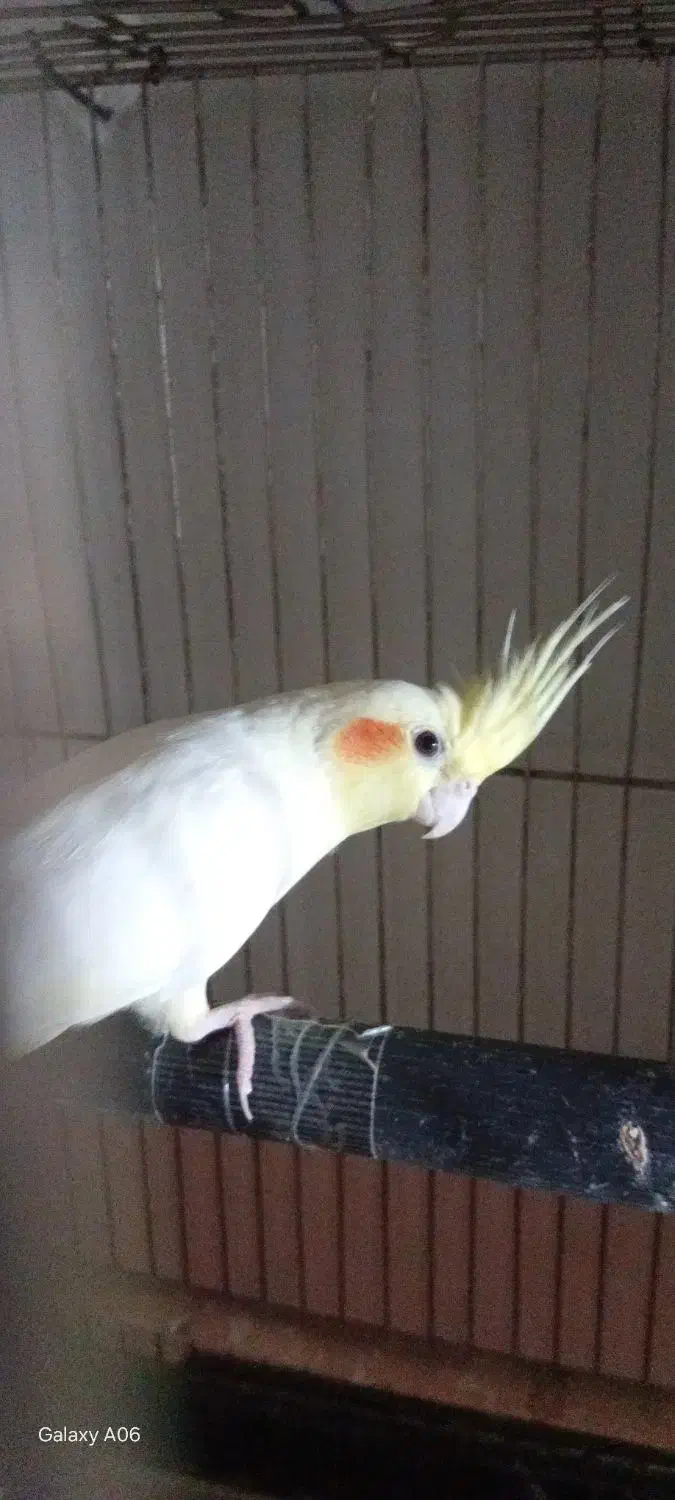 سه تا عروس و دوتا جوجه|پرنده|ری, هاشم‌آباد|دیوار