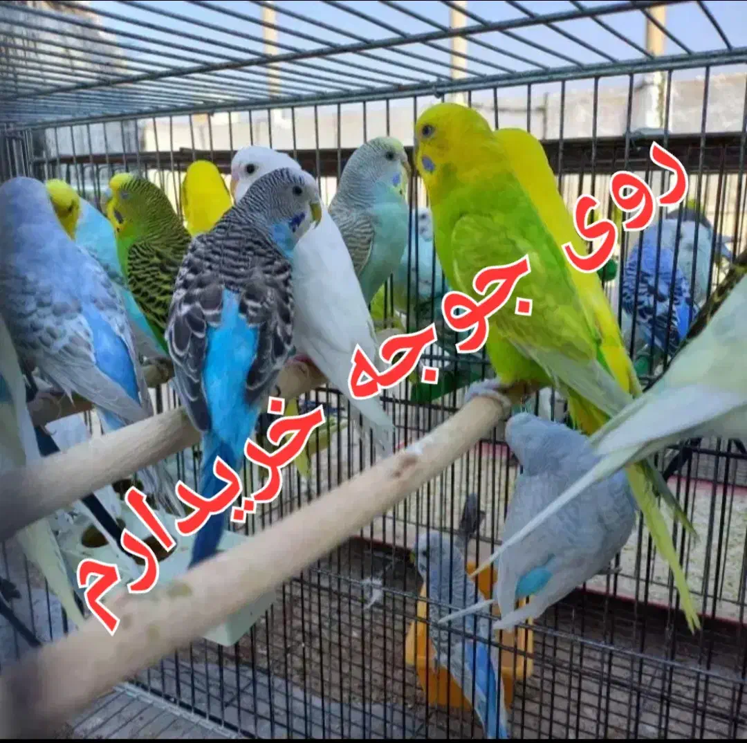 مرغ عشق فنچ|پرنده|کرمان, |دیوار