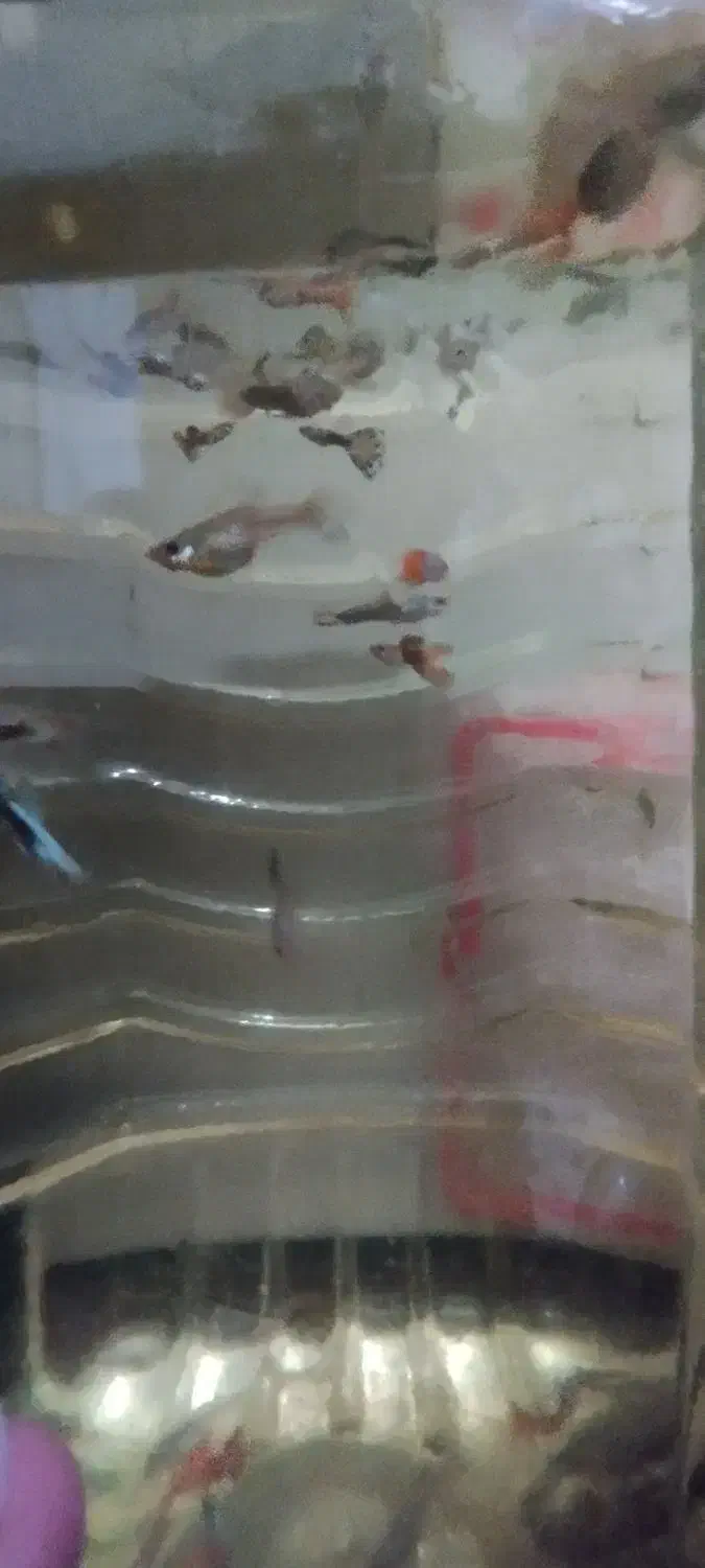 گوپی|ماهی|اردبیل, |دیوار