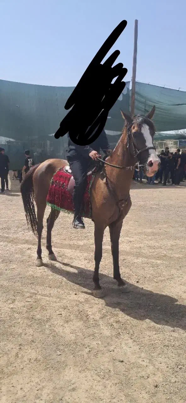 اسب|اسب و تجهیزات اسب‌سواری|گناباد, |دیوار