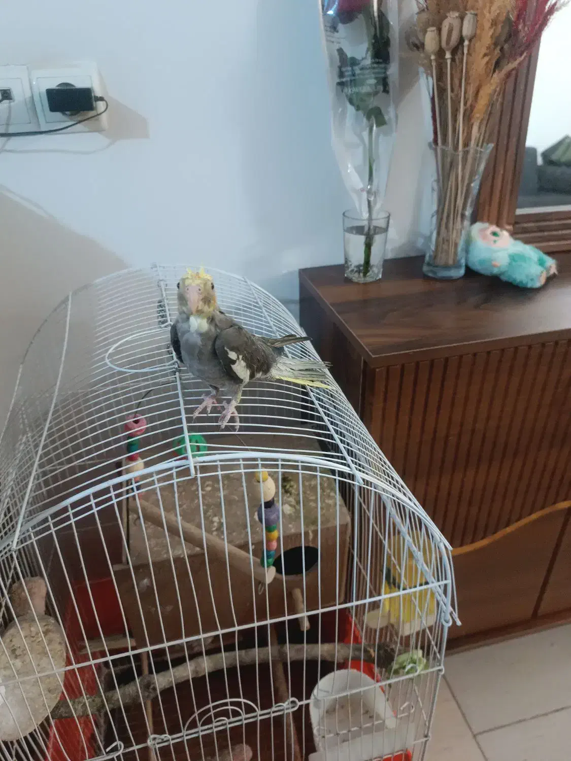 جوجه عروس هلندی|پرنده|پاکدشت, پاکدشت (مامازند)|دیوار