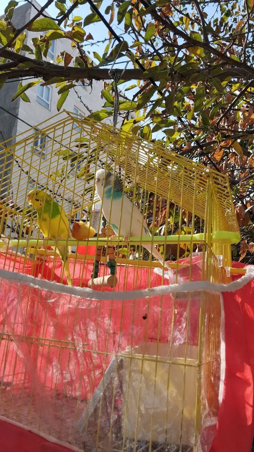 جفت مرغ عشق|پرنده|اردبیل, |دیوار