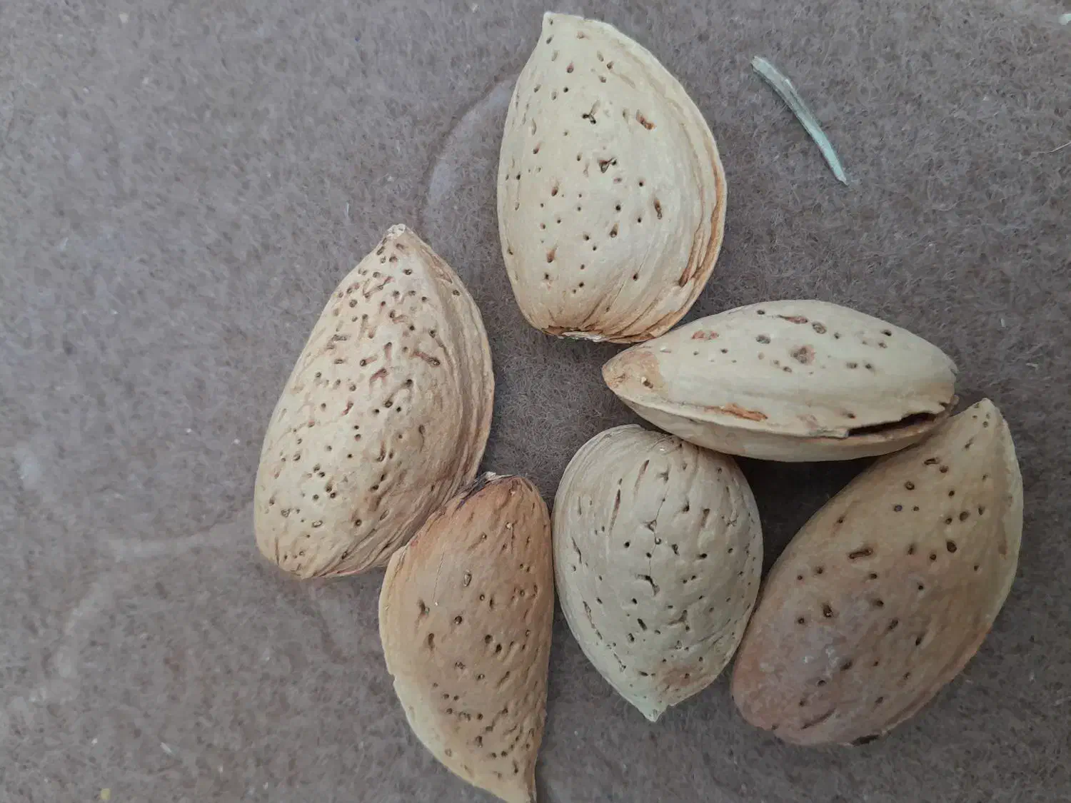 بادام تلخ|خوردنی و آشامیدنی|مشهد, هفت تیر (نه دره)|دیوار