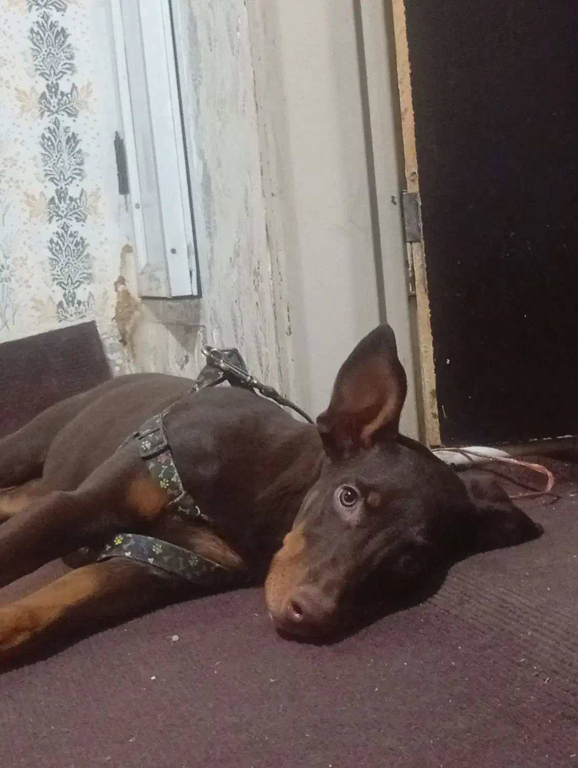 دوبرمن|سگ|مشهد, شهرک بهارستان|دیوار