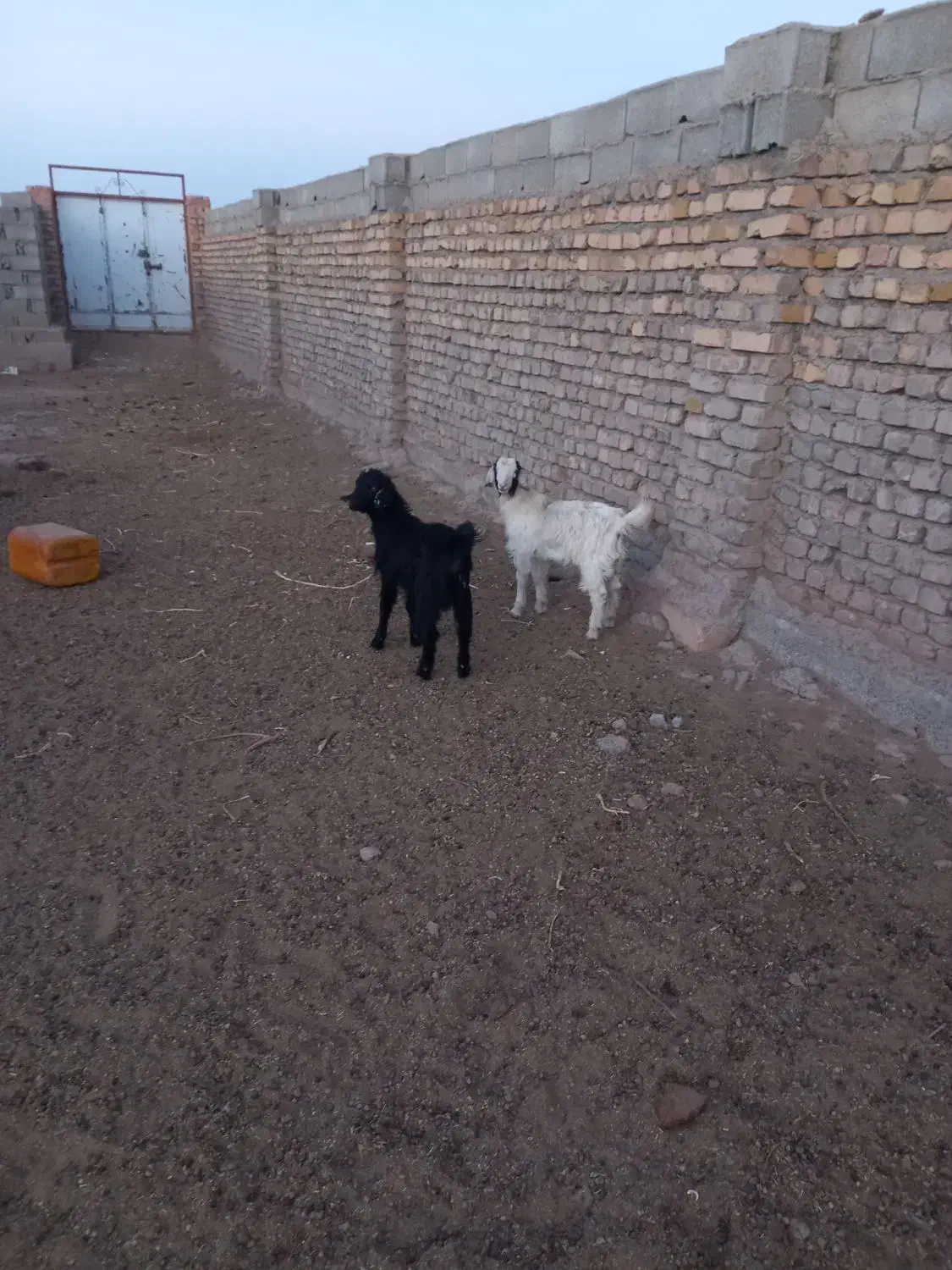 دوعدد بزغاله ی نر|حیوانات مزرعه|عطاملک, |دیوار