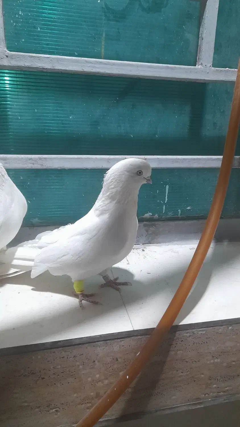 سلام امروز دو کبوتر داخل کلدوزخ دو دزدیده شد|پرنده|ایذه, |دیوار