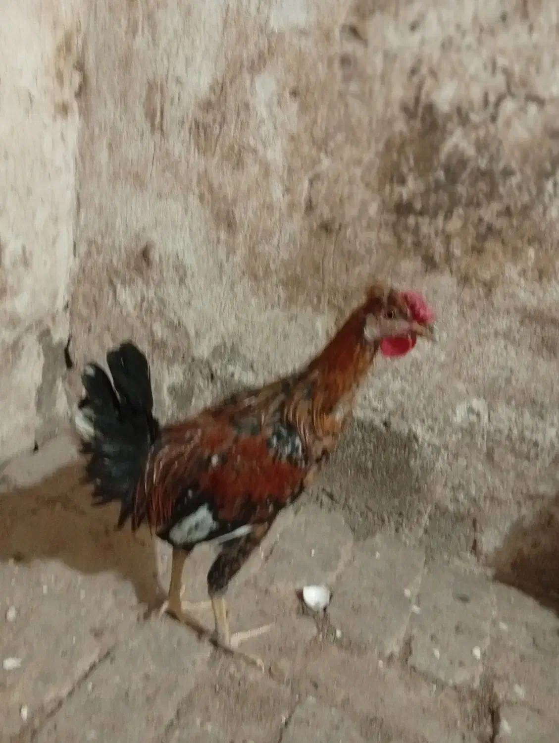 نیمچه مرغ خروس گلین|حیوانات مزرعه|شیراز, احمدآباد|دیوار