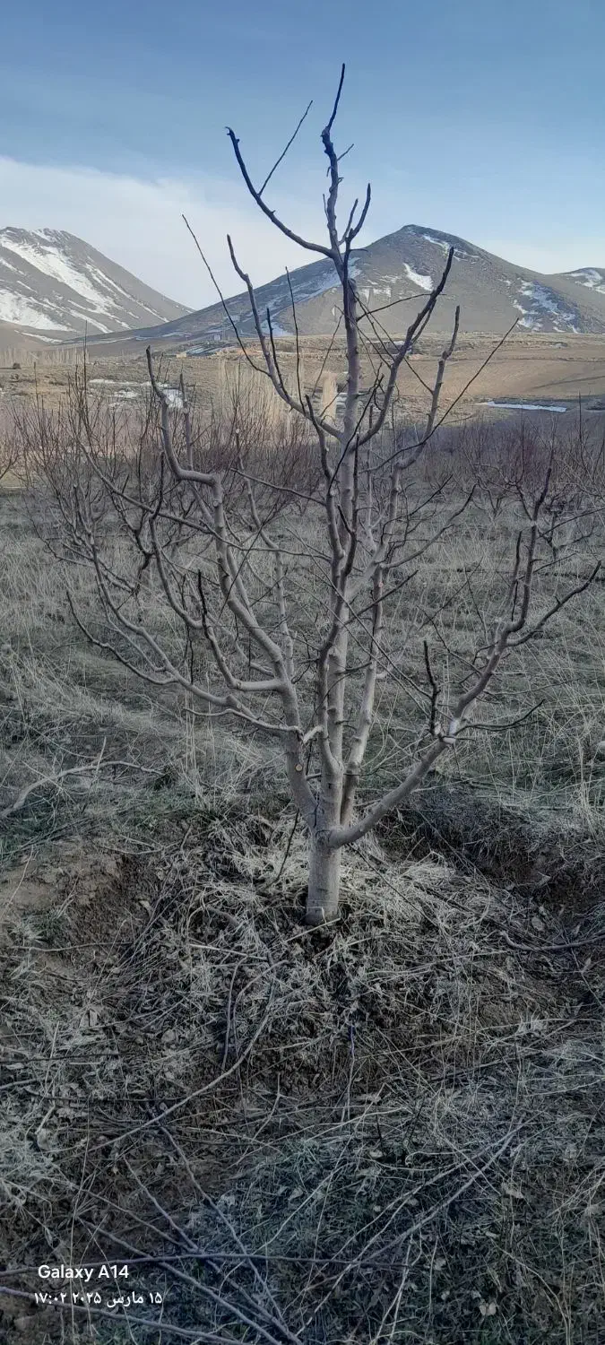 هرس درختان میوه با کادری مجرب وکار بلد|خدمات باغبانی و درختکاری|مهاباد (آذربایجان غربی), |دیوار