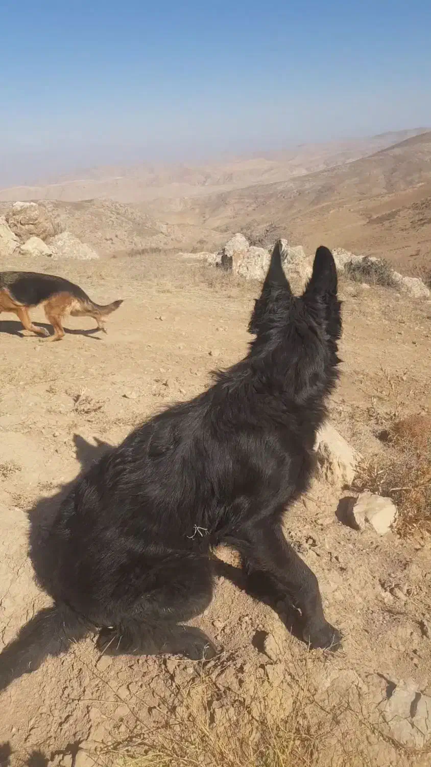 فر.وش توله ژرمن بلک نر|سگ|مشهد, آزادشهر|دیوار