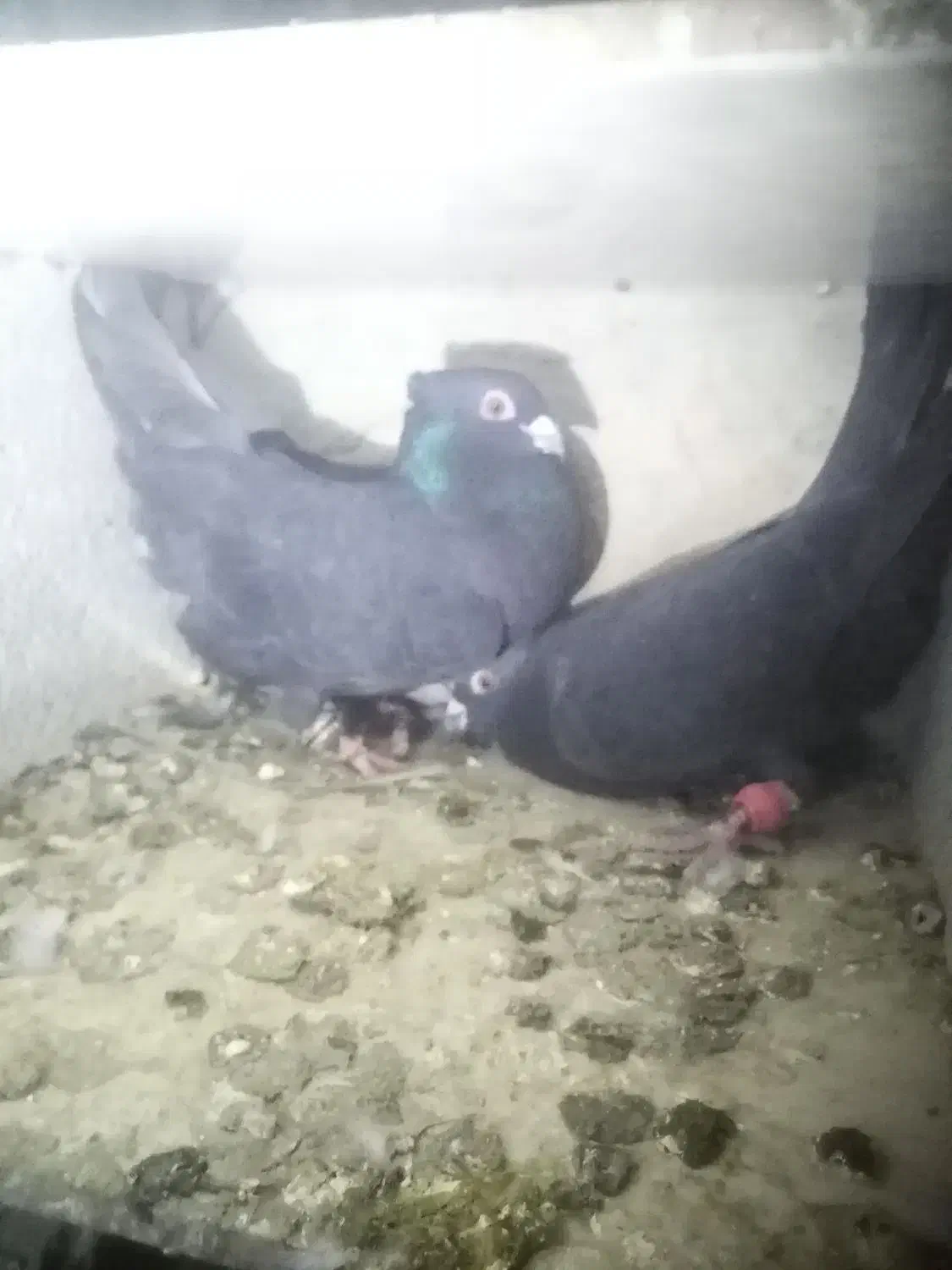 کفتر|پرنده|مانه, |دیوار