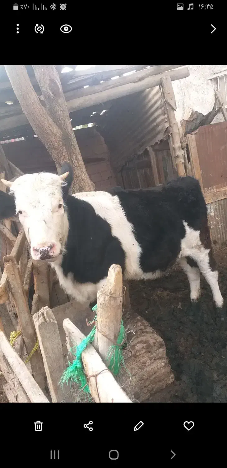 گوساله|حیوانات مزرعه|آق قلا, |دیوار