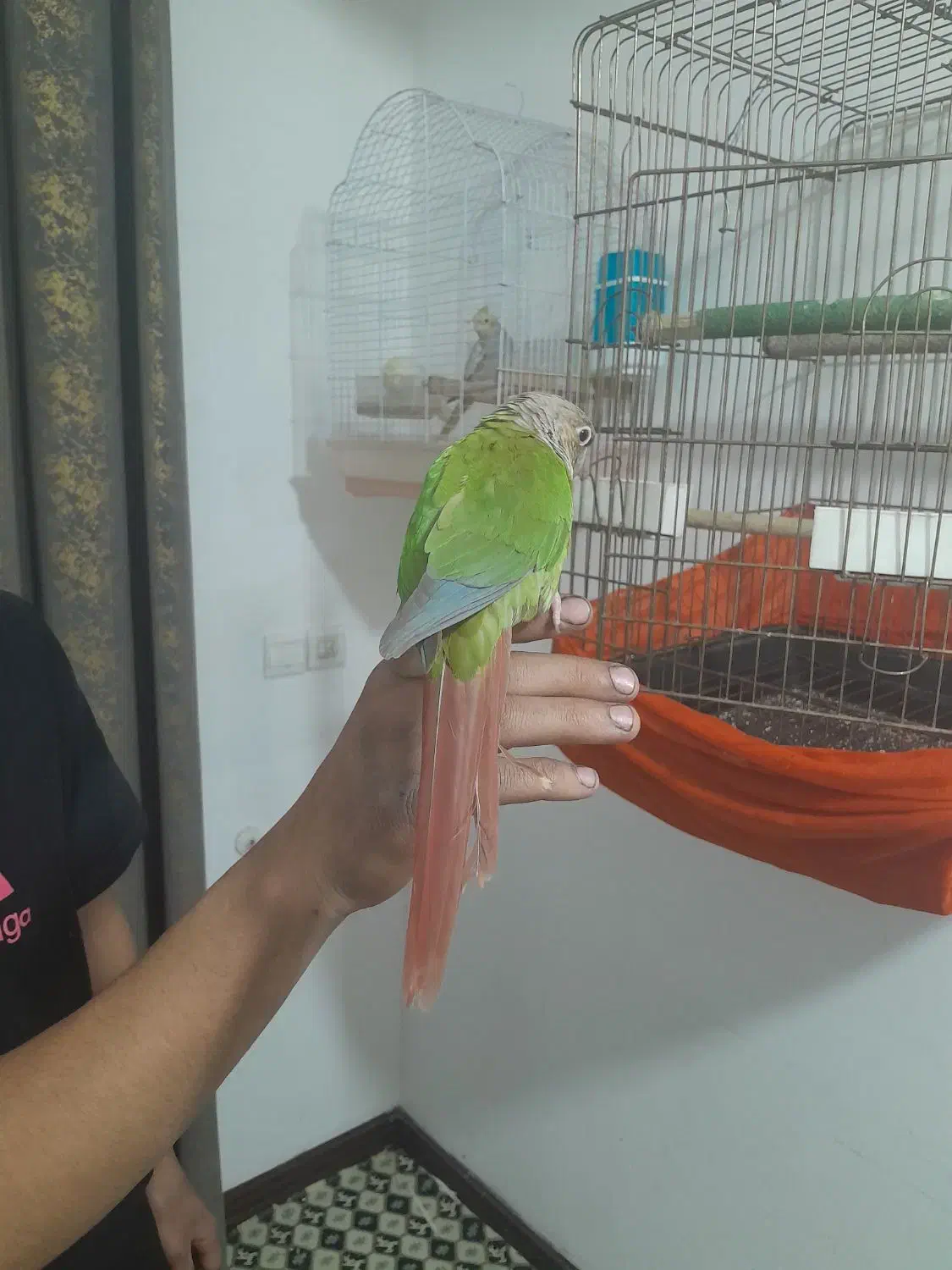 گرینچیک ۱ساله شیطون|پرنده|ماهدشت, |دیوار