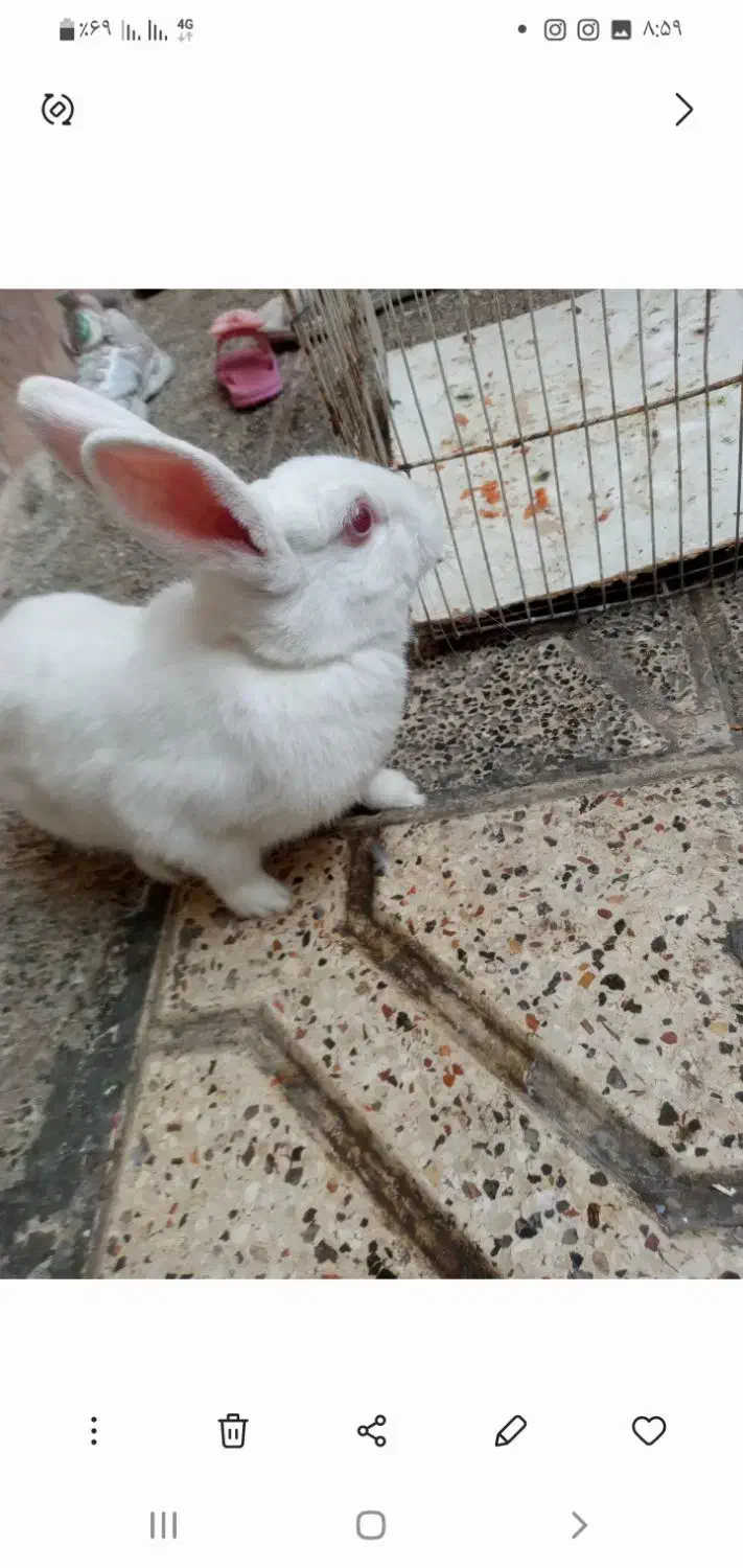 خرگوش بازیگوش|موش و خرگوش|مشهد, شهید قربانی|دیوار