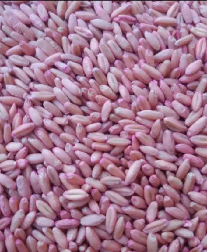 گندم بوجاری شده تمیز|خدمات باغبانی و درختکاری|نورآباد, |دیوار