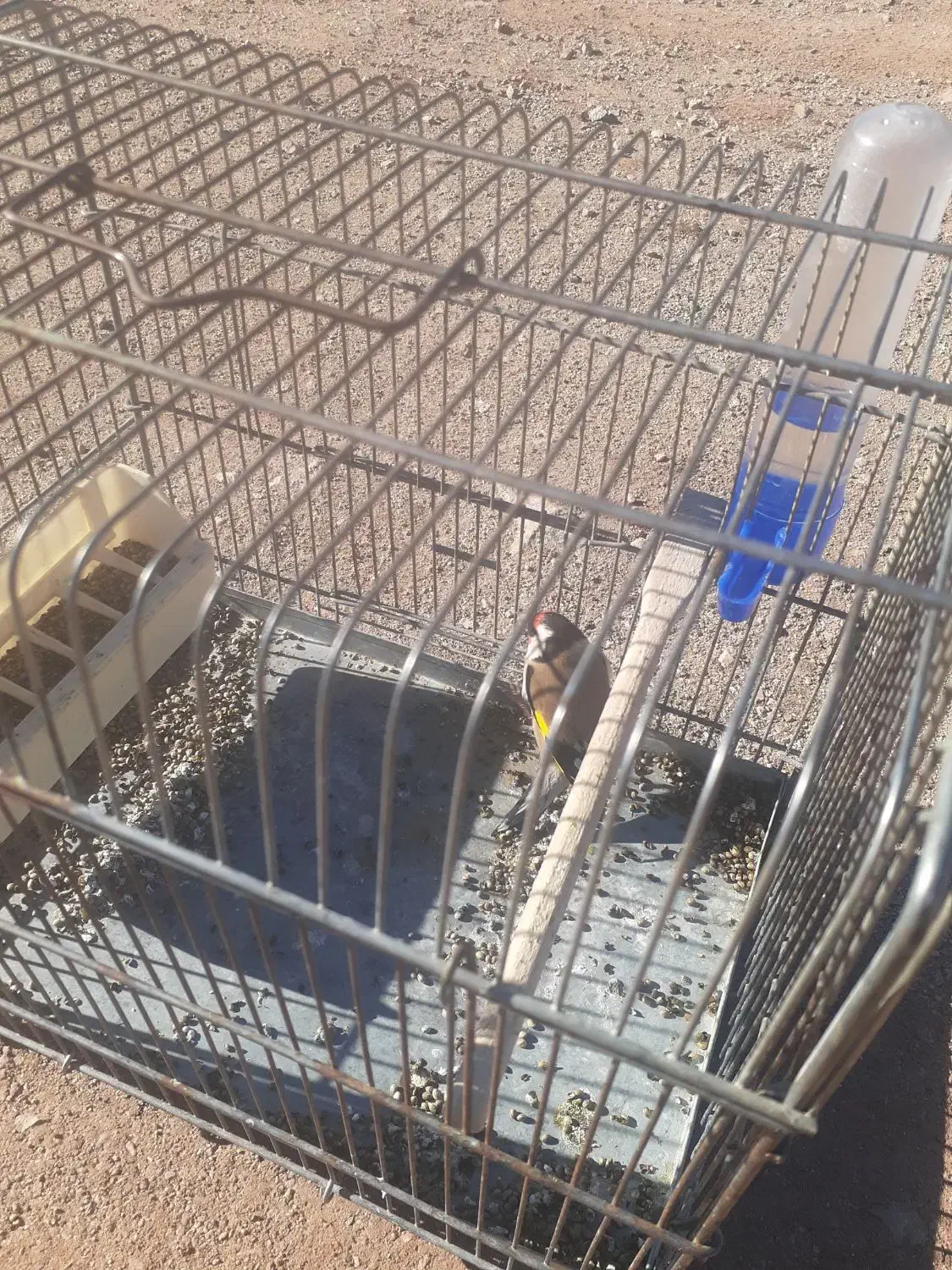 سهره نر|پرنده|باسمنج, |دیوار