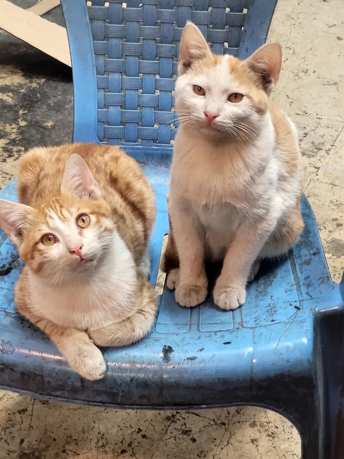 واگذاری گربه نارنجی خوشگل و با نمک|گربه|تهران, مسعودیه|دیوار