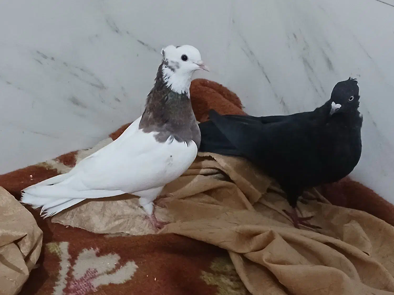 طوقی ماده سبزدم سفید|پرنده|بروجن, |دیوار