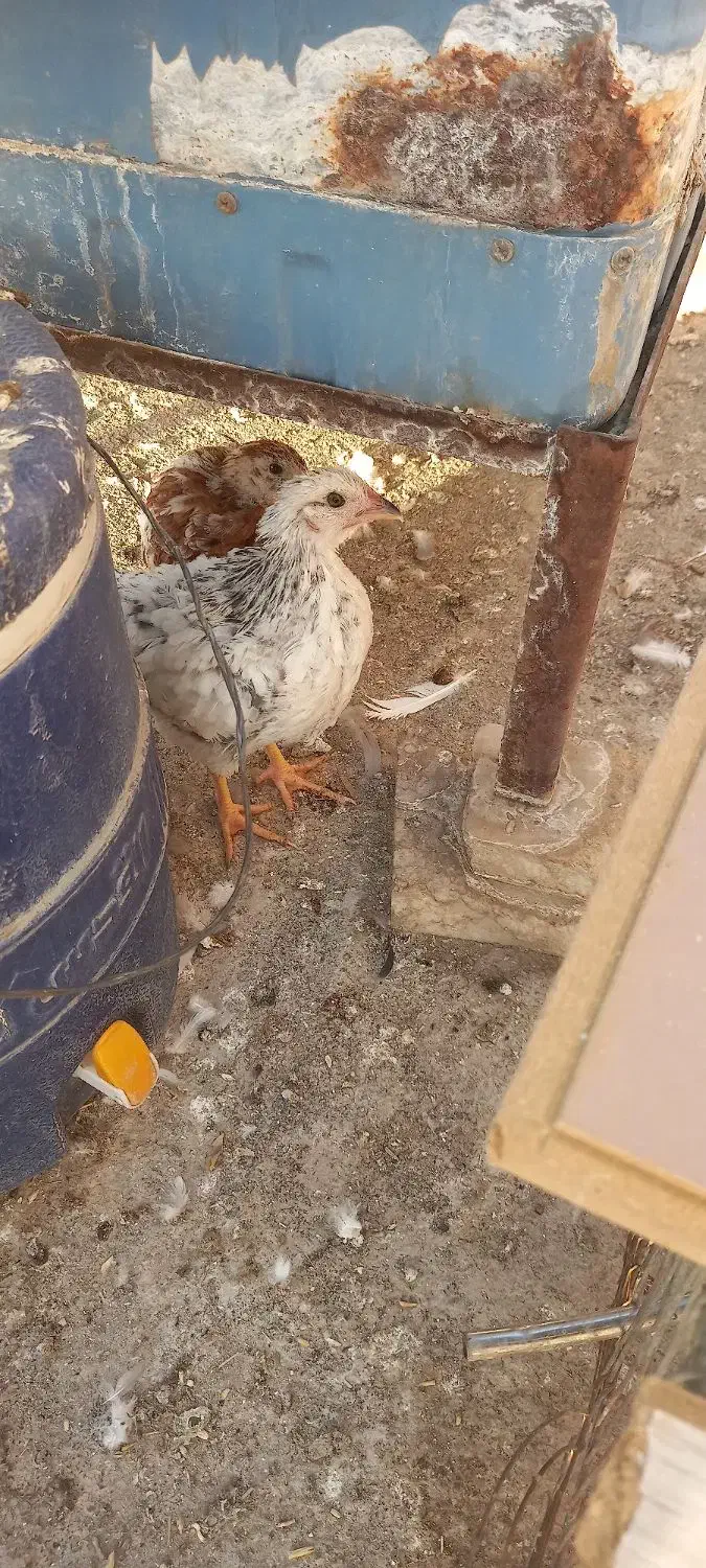 چهار عدد جوجه ۳ ماهه|حیوانات مزرعه|شاهینشهر, خانه کارگر|دیوار