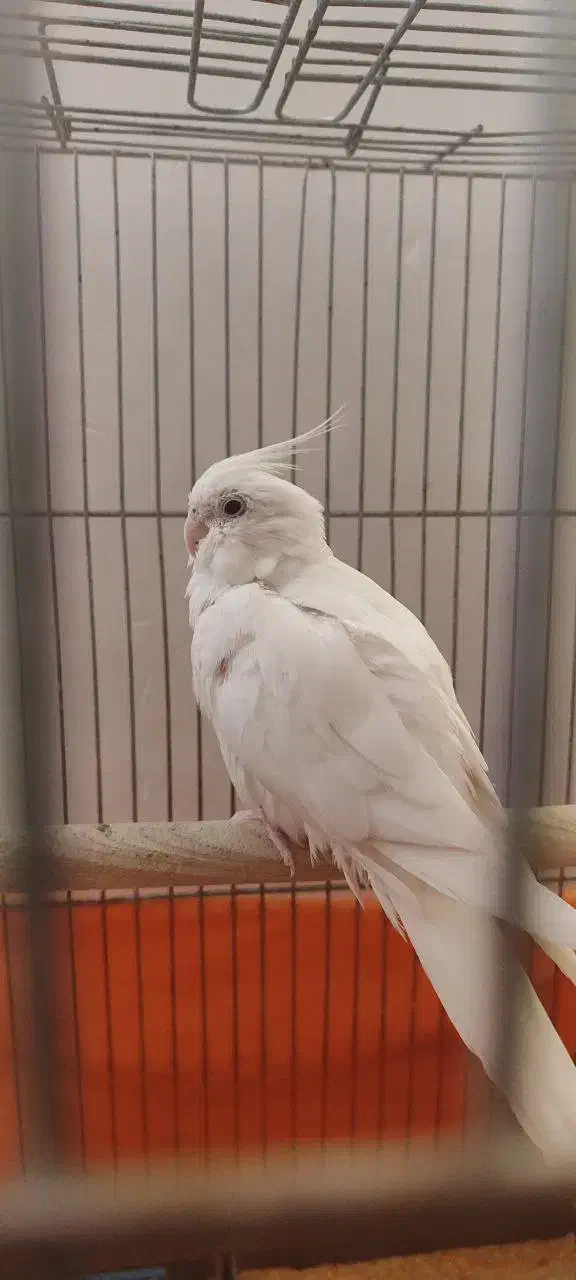 عروس هلندی مولد|پرنده|پاکدشت, پاکدشت (مامازند)|دیوار