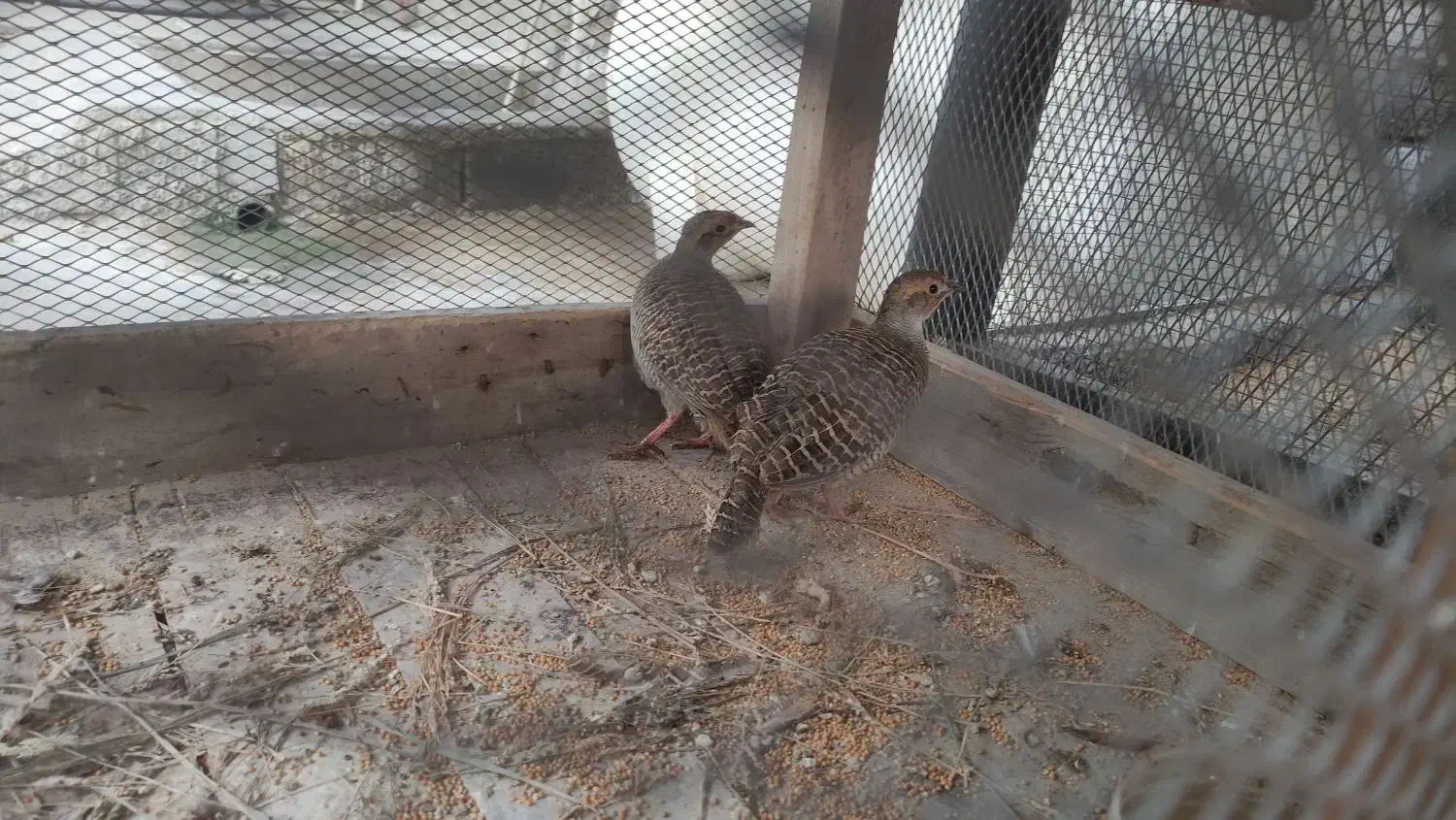 یه جفت پرنده برای معاوضه دارم‌باآلبینویافنچ معمولی|پرنده|چابهار, |دیوار