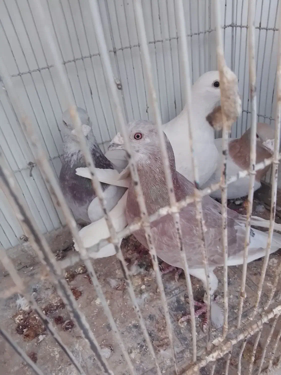 کفتر|پرنده|سبزوار, چهارراه فرودگاه|دیوار