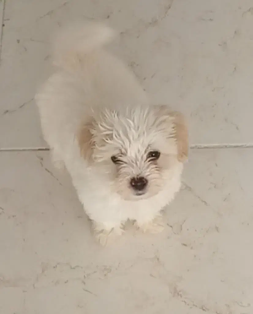 واگذاری سگ پودل همراه باشناسنامه|سگ|پرند, فاز ۶|دیوار