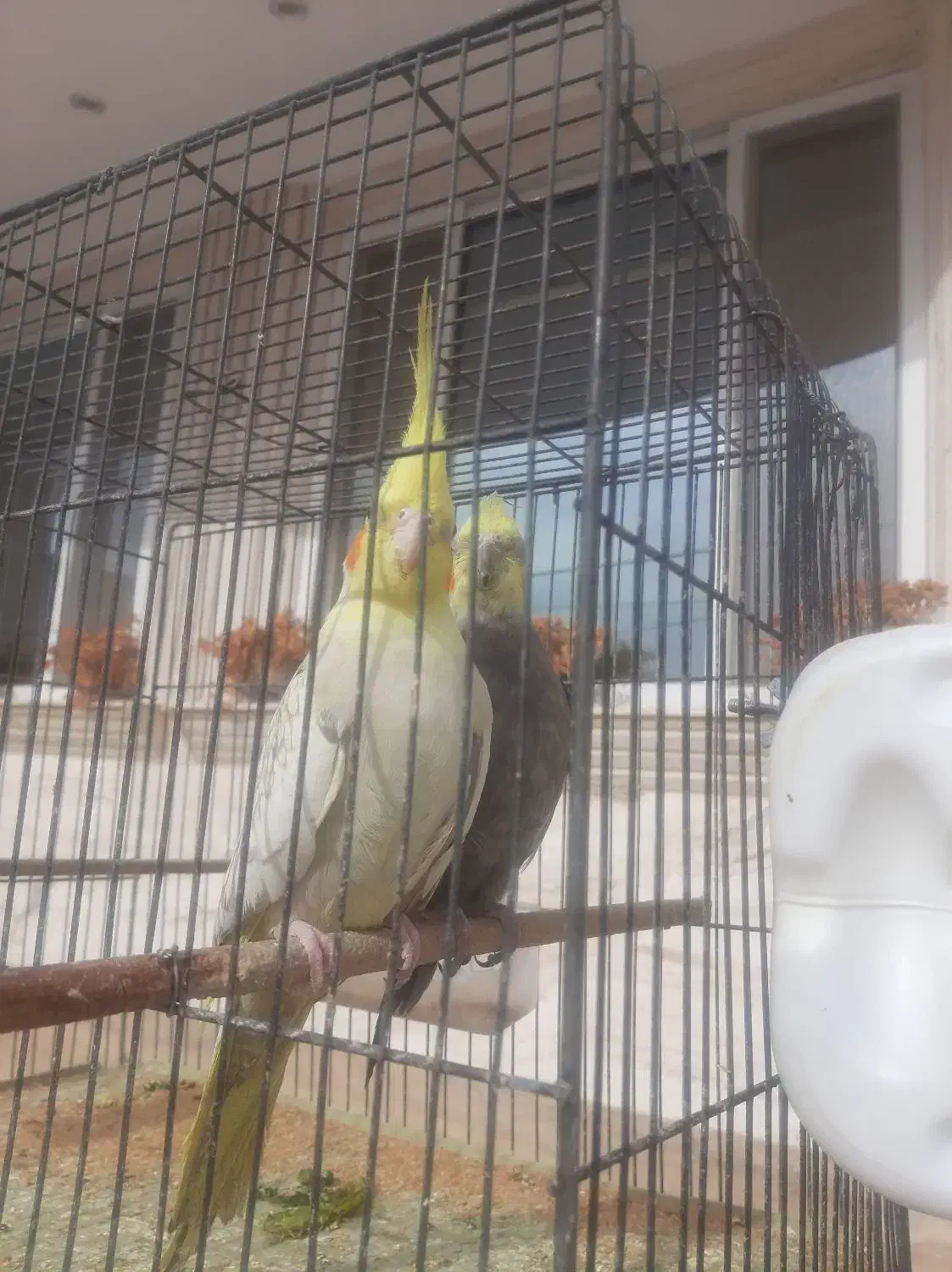 قناری وعروس هلندی|پرنده|مهدی شهر, |دیوار