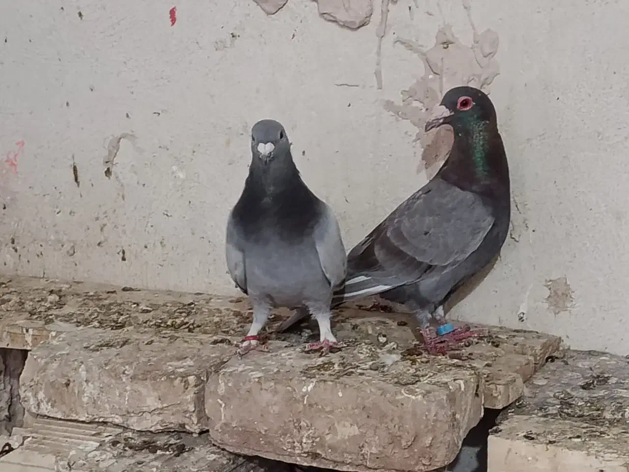 کفترپلاکی|پرنده|یزد, |دیوار