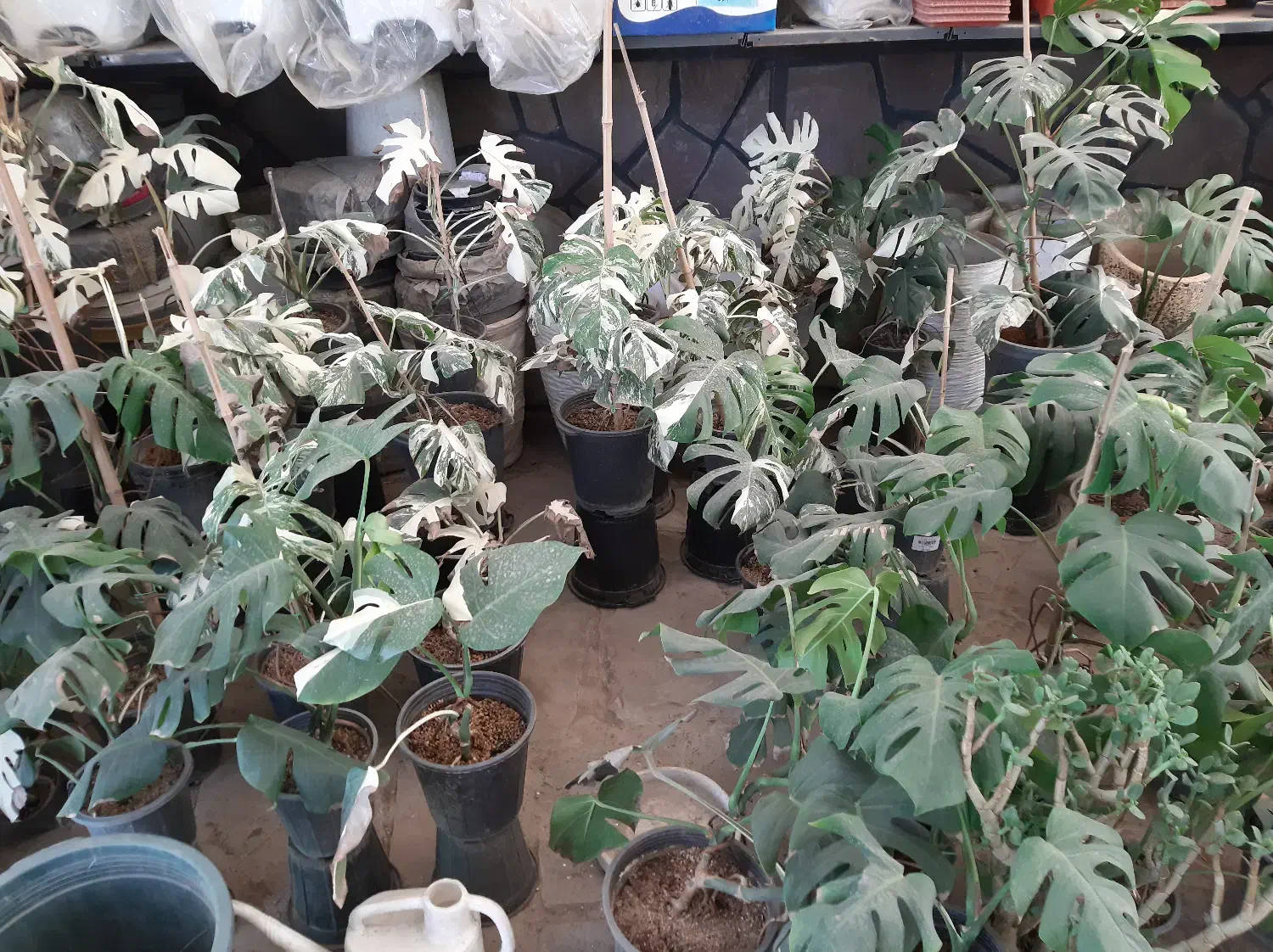 فروش گل و گیاه زینتی|گل و گیاه طبیعی|قدس, شهرقدس|دیوار