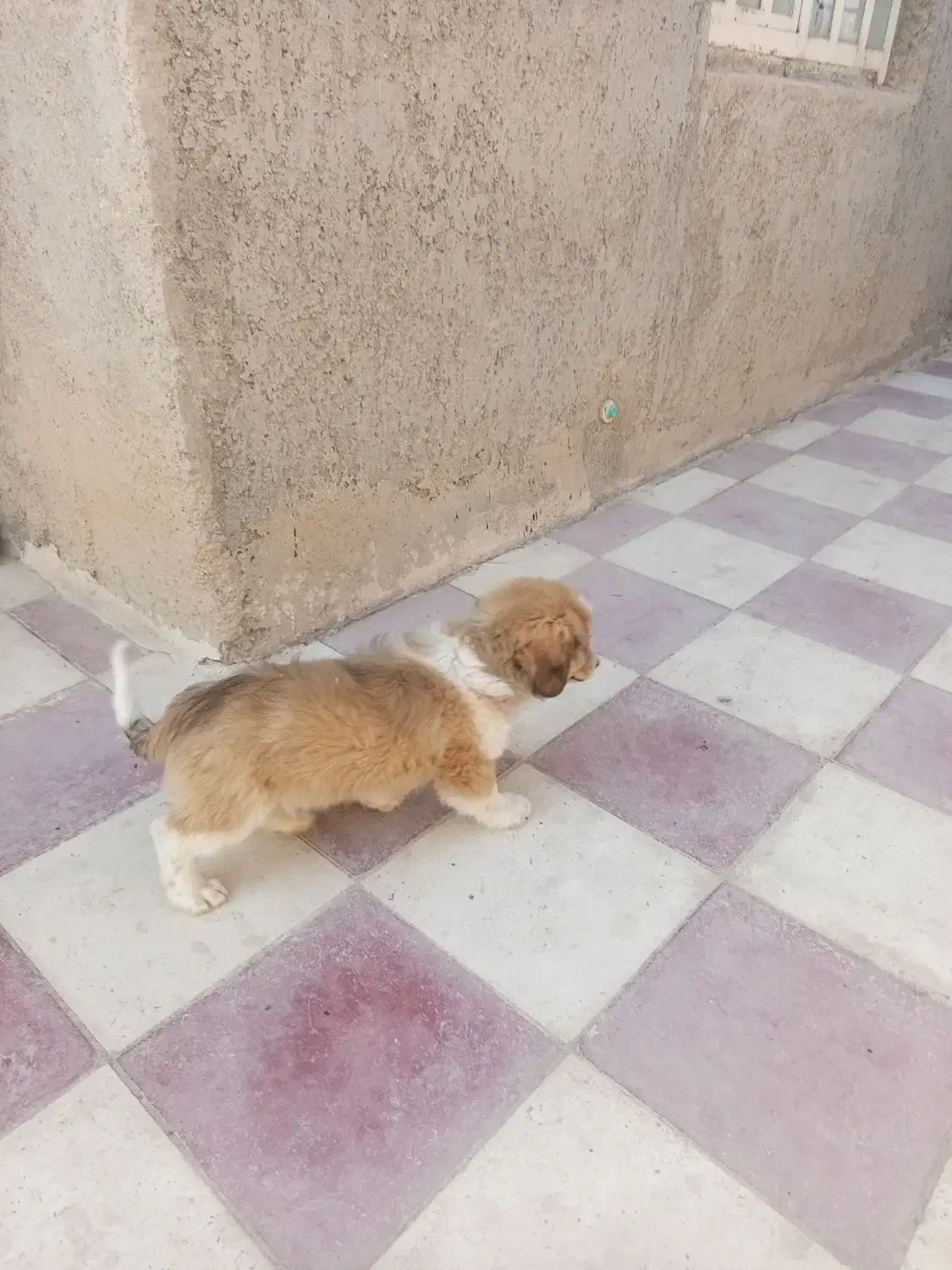 فروش سگ پشمالو زیبا و اروم و با ادب|سگ|کازرون, |دیوار