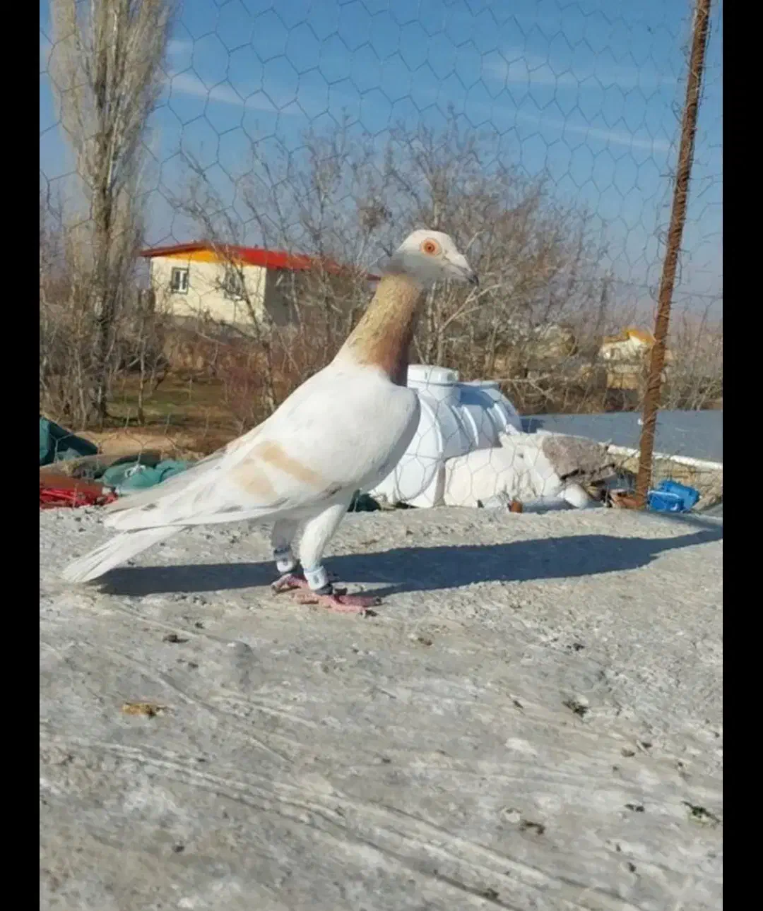 کبوتر|پرنده|دشتابی, |دیوار