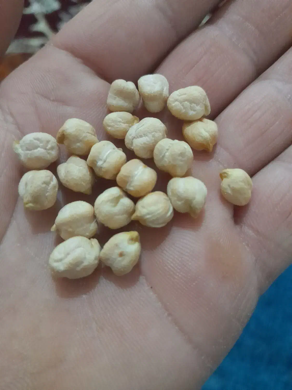 نخود زود پز دروشت|عمده‌فروشی|قیدار, |دیوار