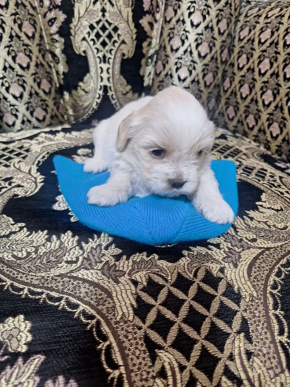 پاپی|سگ|فولادشهر, B9|دیوار