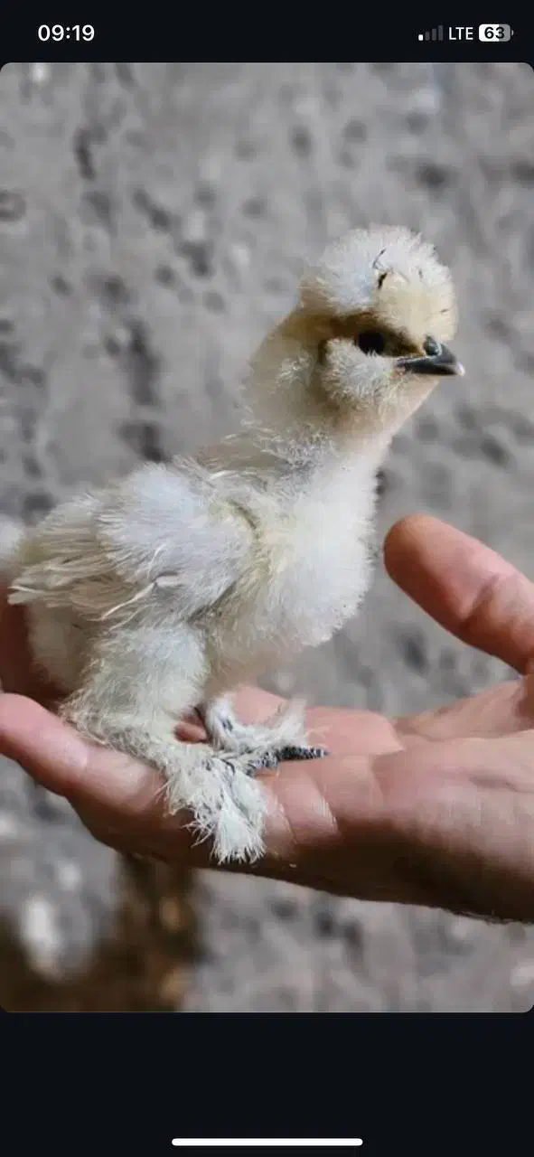 جوجه نژاد دار و محلی|حیوانات مزرعه|تربت جام, جامی|دیوار