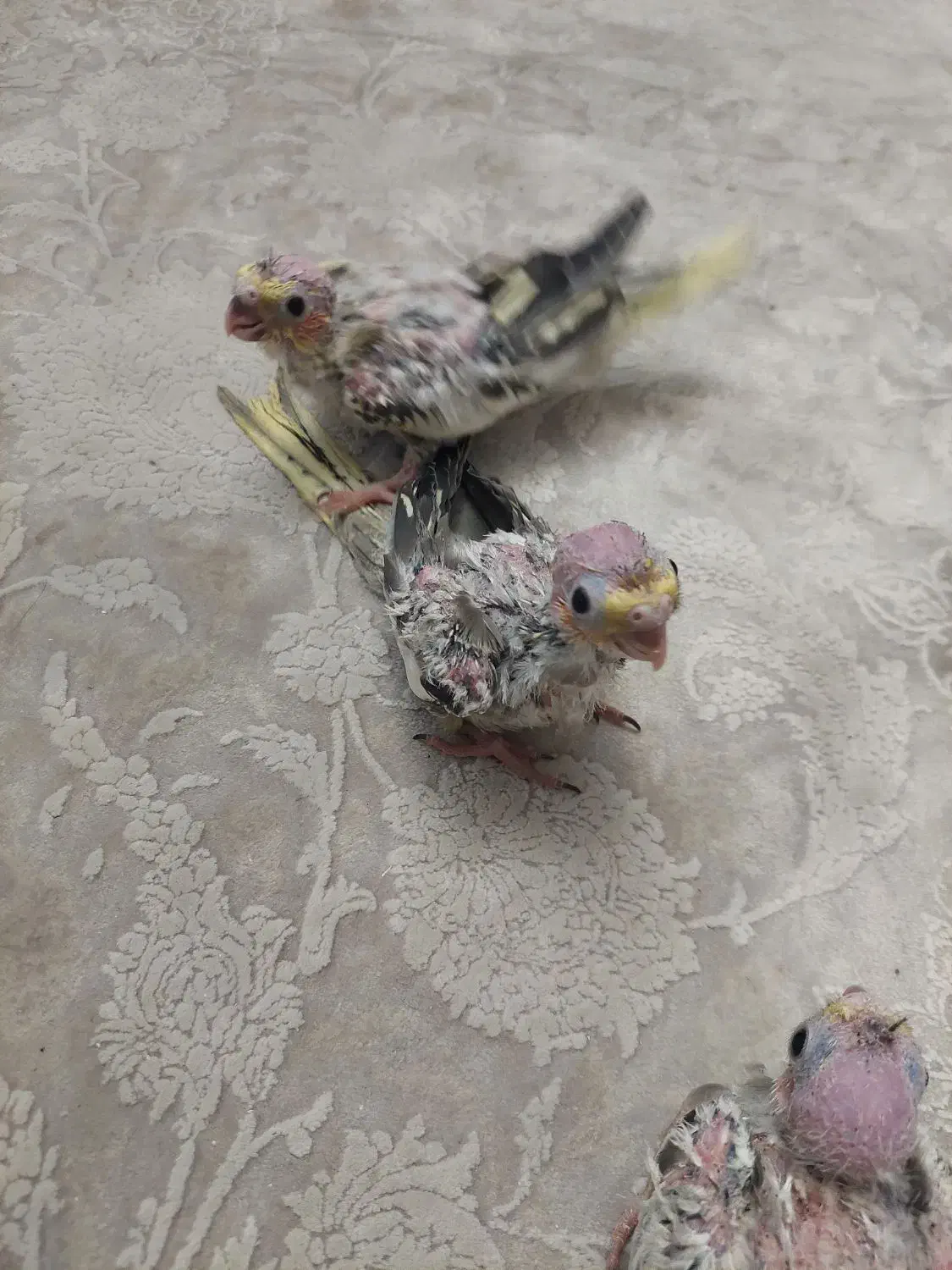 جوجه عروس هلندی گلباقالی|پرنده|کرج, مصباح|دیوار