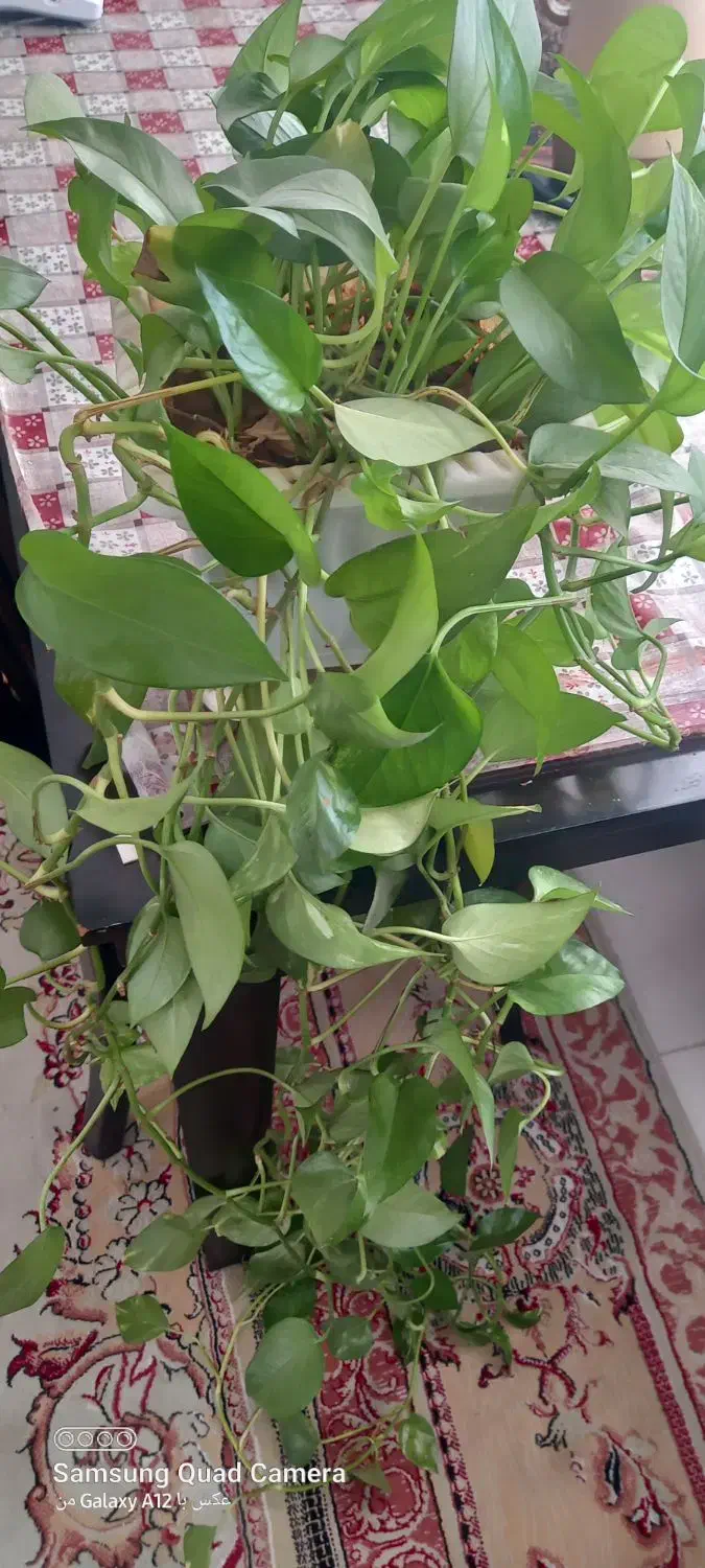فروش سه گلدان سبز و سرحال|گل و گیاه طبیعی|صدرا-فارس, فاز ۱|دیوار