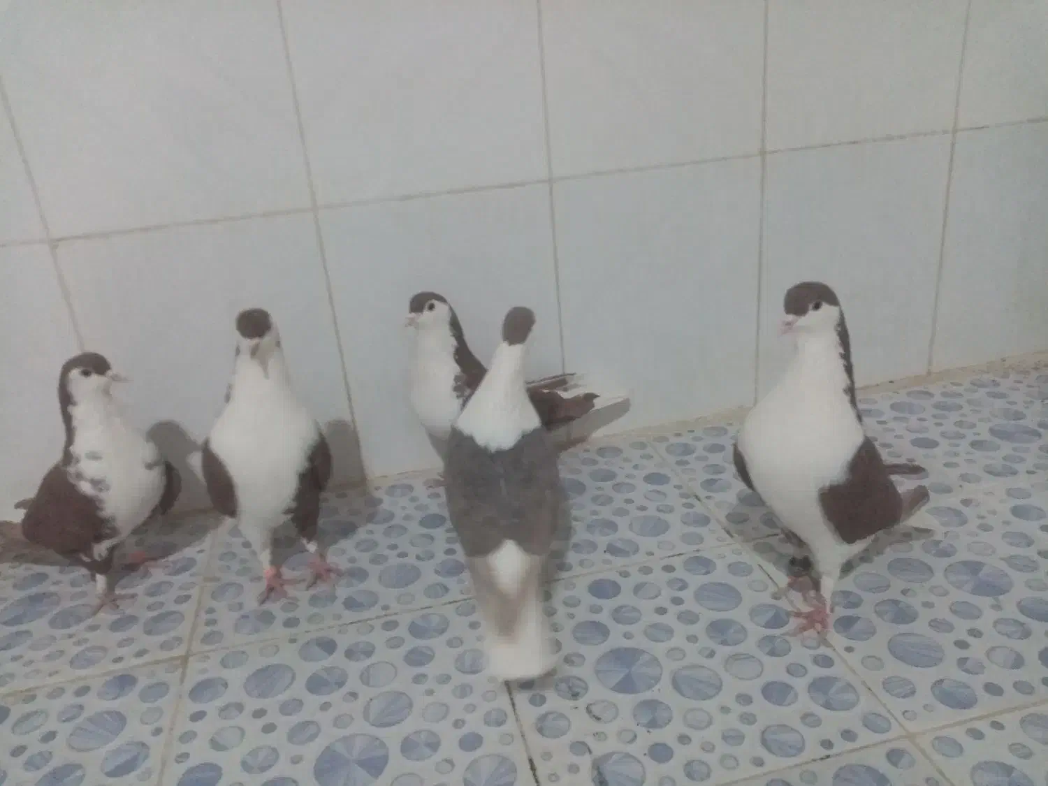 کبوتر|پرنده|زهک, |دیوار