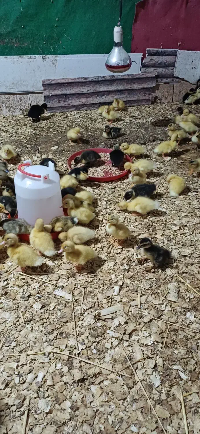 اردک محلی|حیوانات مزرعه|ماسال, |دیوار