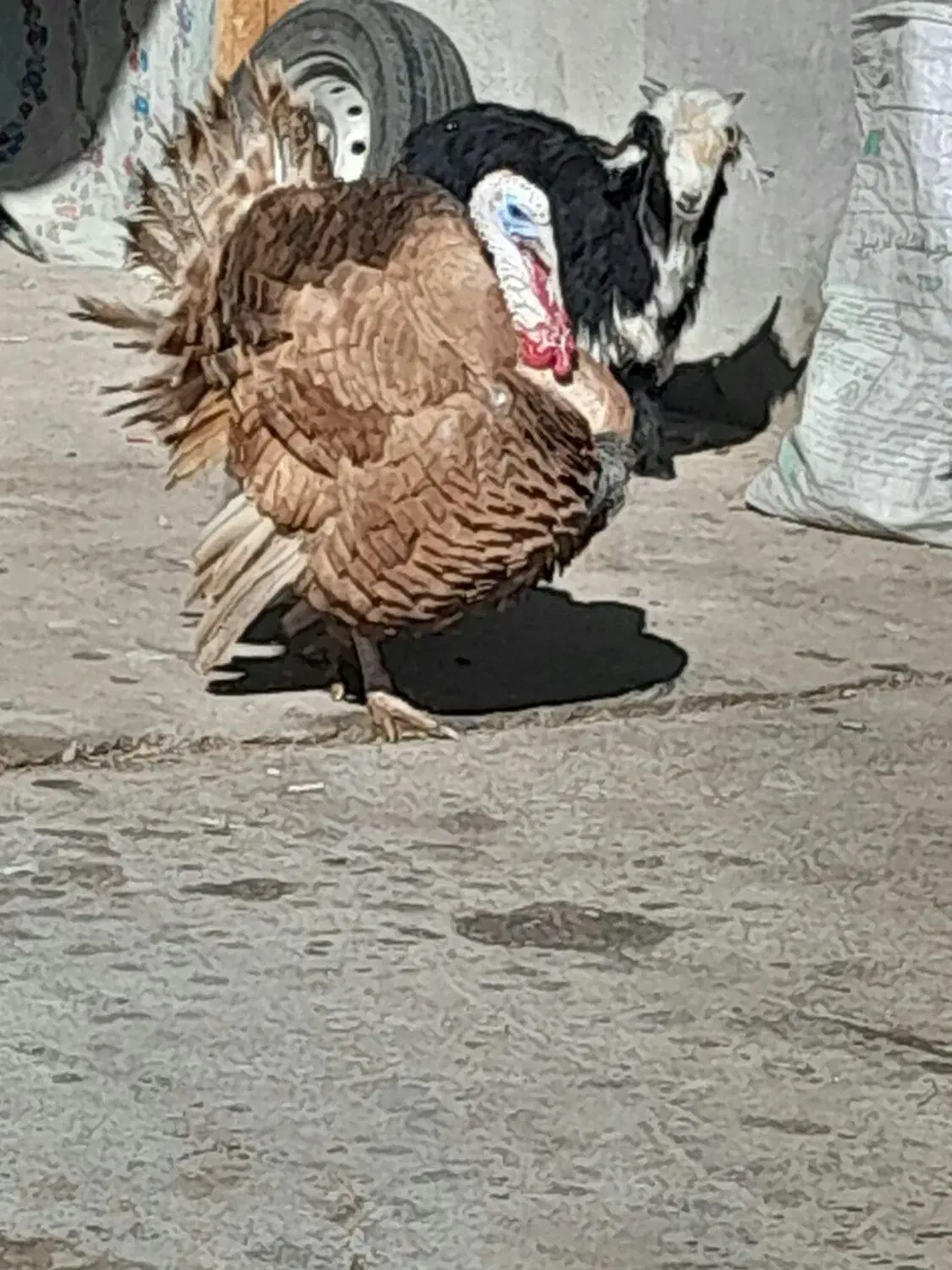 یک جفت بوقلمون بوربون نژاددار|حیوانات مزرعه|شهرکرد, |دیوار