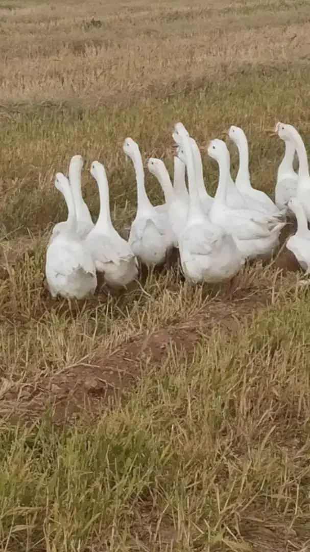 غاز چینی|حیوانات مزرعه|بانه, |دیوار